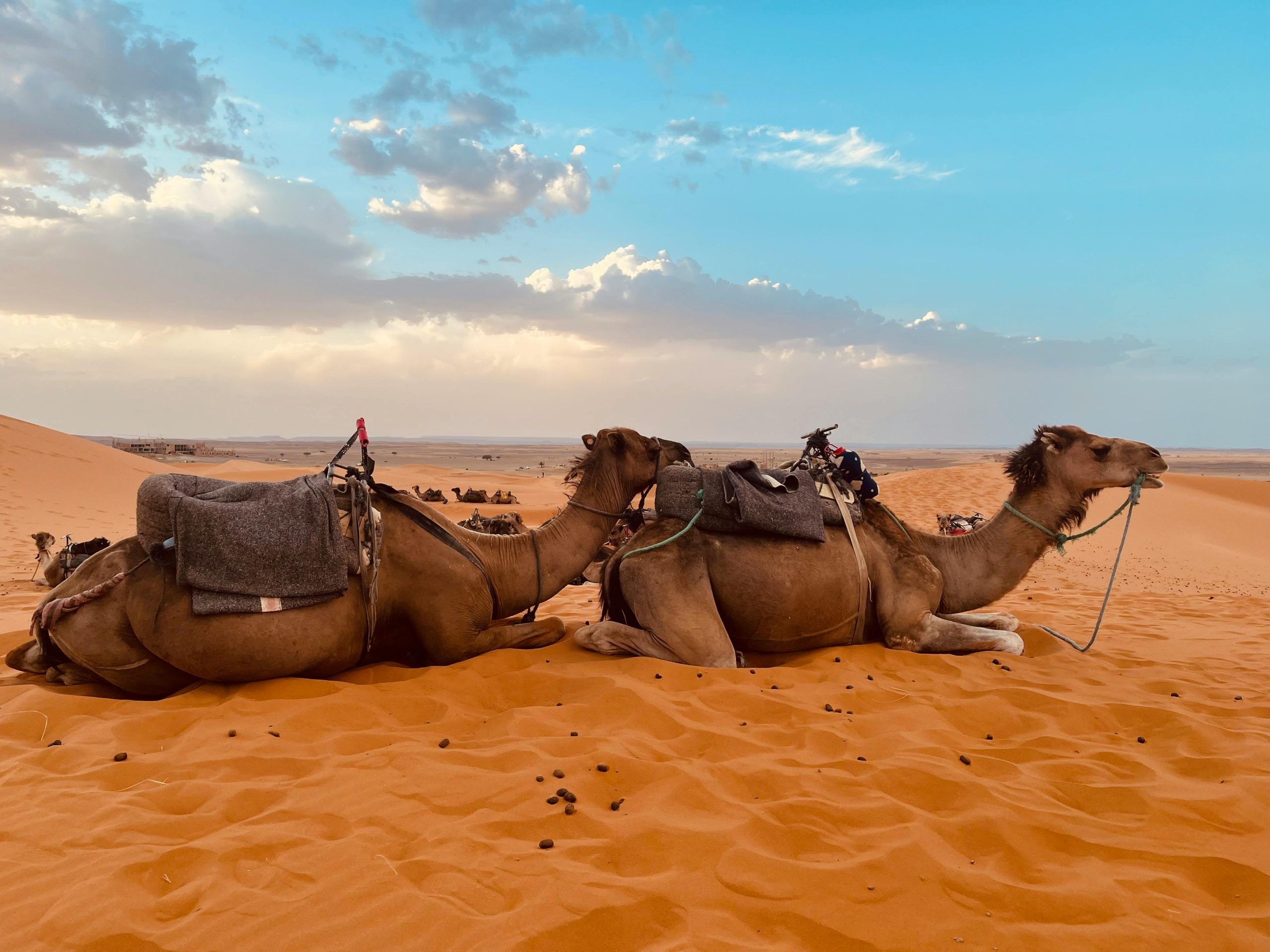Morocco Desert Tour 2026 | Sahara Camel Trekking & Luxury Desert Trips in Merzouga