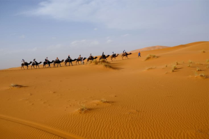 Camel trekking across the golden dunes of Merzouga, Morocco